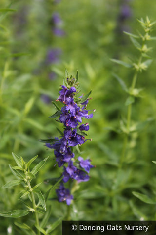 Perennials ~ Hyssopus officinalis v. aristata, Herb Hyssop ~ Dancing Oaks Nursery and Gardens ~ Retail Nursery ~ Mail Order Nursery