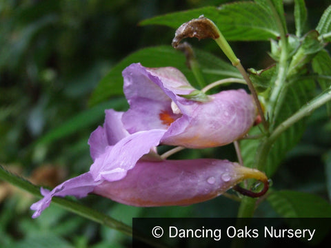 Perennials ~ Impatiens arguta 'Blue Dream', Hardy Impatiens ~ Dancing Oaks Nursery and Gardens ~ Retail Nursery ~ Mail Order Nursery