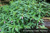 Perennials ~ Impatiens arguta 'Blue Dream', Hardy Impatiens ~ Dancing Oaks Nursery and Gardens ~ Retail Nursery ~ Mail Order Nursery