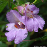Perennials ~ Impatiens arguta 'Blue Dream', Hardy Impatiens ~ Dancing Oaks Nursery and Gardens ~ Retail Nursery ~ Mail Order Nursery
