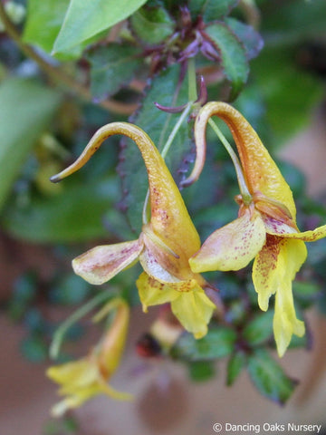 Perennials ~ Impatiens stenantha, Hardy Impatiens ~ Dancing Oaks Nursery and Gardens ~ Retail Nursery ~ Mail Order Nursery
