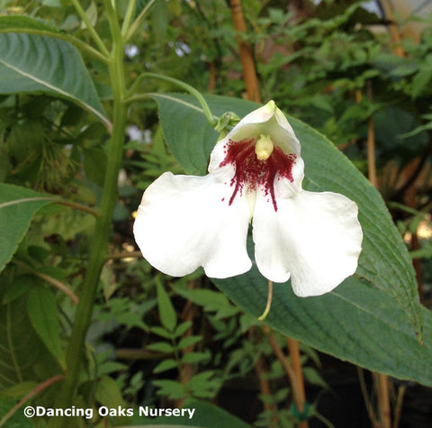 Perennials ~ Impatiens tinctoria, Hardy Impatiens ~ Dancing Oaks Nursery and Gardens ~ Retail Nursery ~ Mail Order Nursery