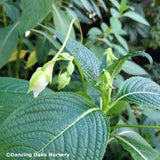 Perennials ~ Impatiens tinctoria, Hardy Impatiens ~ Dancing Oaks Nursery and Gardens ~ Retail Nursery ~ Mail Order Nursery
