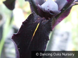 Perennials ~ Iris chrysographes, Black Iris ~ Dancing Oaks Nursery and Gardens ~ Retail Nursery ~ Mail Order Nursery