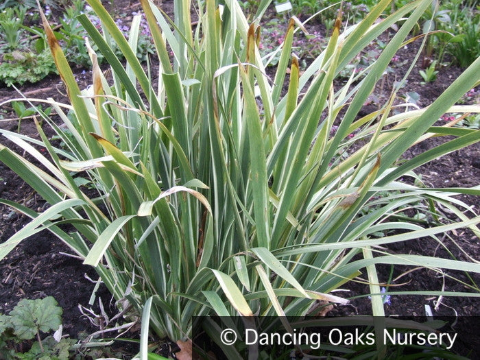 Perennials ~ Iris foetidissima 'Variegata', Gladwyn Iris ~ Dancing Oaks Nursery and Gardens ~ Retail Nursery ~ Mail Order Nursery