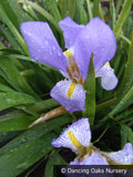 Perennials ~ Iris lazica, Lazistan Iris ~ Dancing Oaks Nursery and Gardens ~ Retail Nursery ~ Mail Order Nursery