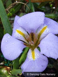 Perennials ~ Iris lazica, Lazistan Iris ~ Dancing Oaks Nursery and Gardens ~ Retail Nursery ~ Mail Order Nursery