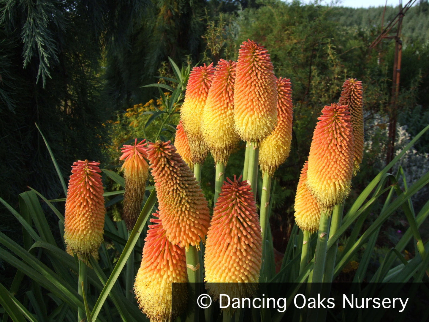 Perennials ~ Kniphofia linearifolia, Torch Lily ~ Dancing Oaks Nursery and Gardens ~ Retail Nursery ~ Mail Order Nursery