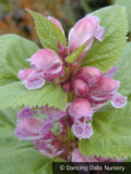 Perennials ~ Lamium orvale, Dead Nettle ~ Dancing Oaks Nursery and Gardens ~ Retail Nursery ~ Mail Order Nursery