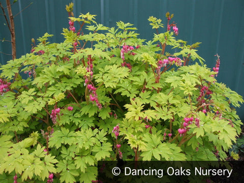 Perennials ~ Lamprocapnos (syn. Dicentra) spectabilis 'Gold Heart', Golden Bleeding Heart ~ Dancing Oaks Nursery and Gardens ~ Retail Nursery ~ Mail Order Nursery