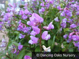Perennials ~ Lathyrus vernus, Spring Vetchling ~ Dancing Oaks Nursery and Gardens ~ Retail Nursery ~ Mail Order Nursery