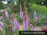Perennials ~ Liatris spicata 'Kobold', Gayfeather ~ Dancing Oaks Nursery and Gardens ~ Retail Nursery ~ Mail Order Nursery