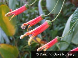 Perennials ~ Lobelia longiflora 'Candy Corn', Cardinal Flower ~ Dancing Oaks Nursery and Gardens ~ Retail Nursery ~ Mail Order Nursery