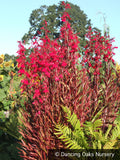 Perennials ~ Lobelia cardinalis 'Queen Victoria', Cardinal Flower ~ Dancing Oaks Nursery and Gardens ~ Retail Nursery ~ Mail Order Nursery