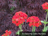 Perennials ~ Lychnis chalcedonica, Maltese Cross ~ Dancing Oaks Nursery and Gardens ~ Retail Nursery ~ Mail Order Nursery
