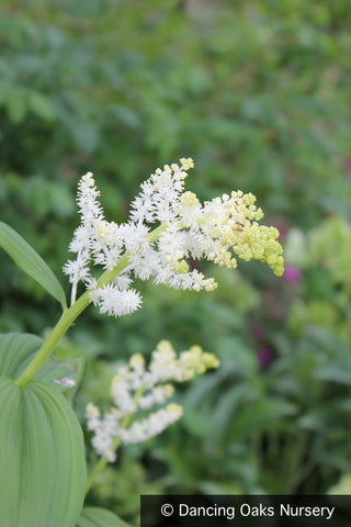 Perennials ~ Maianthemum racemosum (syn. Smilacena racemosa), False Solomon's Seal ~ Dancing Oaks Nursery and Gardens ~ Retail Nursery ~ Mail Order Nursery