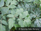 Perennials ~ Mathiasella bupleuroides ~ Dancing Oaks Nursery and Gardens ~ Retail Nursery ~ Mail Order Nursery