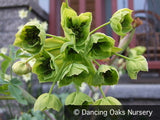 Perennials ~ Mathiasella bupleuroides ~ Dancing Oaks Nursery and Gardens ~ Retail Nursery ~ Mail Order Nursery