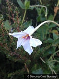 Perennials ~ Mirabilis longiflora, Sweet Four O'Clock ~ Dancing Oaks Nursery and Gardens ~ Retail Nursery ~ Mail Order Nursery