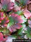 Perennials ~ Mukdenia rossii 'Karasuba', Crimson Fans ~ Dancing Oaks Nursery and Gardens ~ Retail Nursery ~ Mail Order Nursery