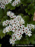 Perennials ~ Mukdenia rossii 'Karasuba', Crimson Fans ~ Dancing Oaks Nursery and Gardens ~ Retail Nursery ~ Mail Order Nursery