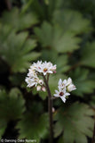 Perennials ~ Mukdenia rossii 'Karasuba', Crimson Fans ~ Dancing Oaks Nursery and Gardens ~ Retail Nursery ~ Mail Order Nursery
