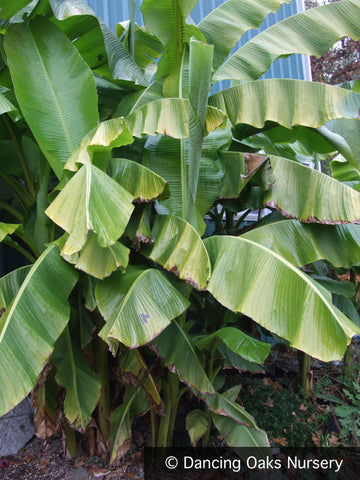 Perennials ~ Musa basjoo, Hardy Banana ~ Dancing Oaks Nursery and Gardens ~ Retail Nursery ~ Mail Order Nursery