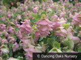Perennials ~ Origanum 'Kent Beauty', Ornamental Oregano ~ Dancing Oaks Nursery and Gardens ~ Retail Nursery ~ Mail Order Nursery