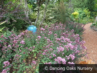 Perennials ~ Origanum laevigatum 'Herrenhausen', Ornamental Oregano ~ Dancing Oaks Nursery and Gardens ~ Retail Nursery ~ Mail Order Nursery