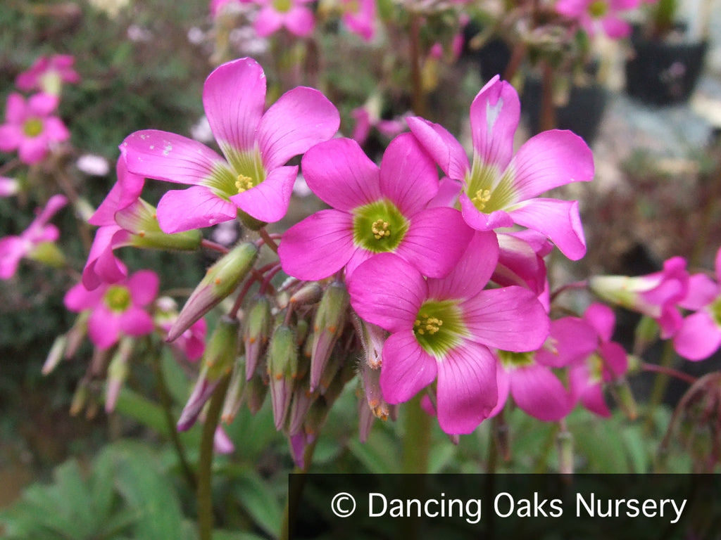 pink and green palm plant Oxalis lasiandra, Palm Tree Oxalis – Dancing Oaks Nursery and Gardens