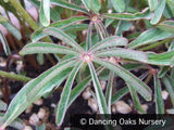 Perennials ~ Oxalis lasiandra, Palm Tree Oxalis ~ Dancing Oaks Nursery and Gardens ~ Retail Nursery ~ Mail Order Nursery