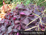 Perennials ~ Oxalis regnellii var triangularis, Purple Shamrock ~ Dancing Oaks Nursery and Gardens ~ Retail Nursery ~ Mail Order Nursery