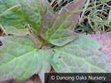 Perennials ~ Pachysandra procumbens, Allegheny Spurge ~ Dancing Oaks Nursery and Gardens ~ Retail Nursery ~ Mail Order Nursery