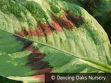 Perennials ~ Persicaria virginiana 'Painter's Palette', Variegated Fleeceflower ~ Dancing Oaks Nursery and Gardens ~ Retail Nursery ~ Mail Order Nursery
