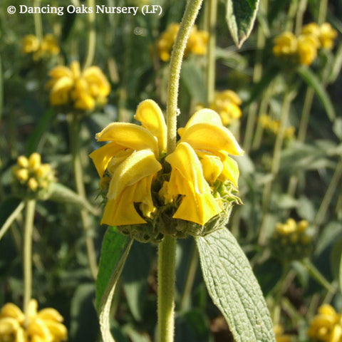 Perennials ~ Phlomis fruticosa 'Nana', Dwarf Jerusalem Sage ~ Dancing Oaks Nursery and Gardens ~ Retail Nursery ~ Mail Order Nursery