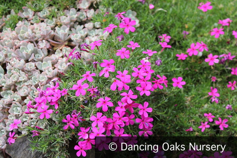 Perennials ~ Phlox x douglasii 'Crackerjack', Moss Phlox ~ Dancing Oaks Nursery and Gardens ~ Retail Nursery ~ Mail Order Nursery
