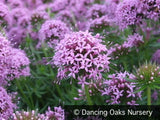 Perennials ~ Phuopsis stylosa, Caucasian Crosswort ~ Dancing Oaks Nursery and Gardens ~ Retail Nursery ~ Mail Order Nursery