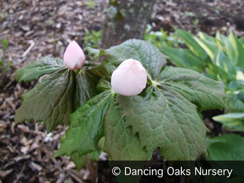 Perennials ~ Podophyllum hexandrum, Asian Mayapple ~ Dancing Oaks Nursery and Gardens ~ Retail Nursery ~ Mail Order Nursery