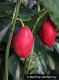 Perennials ~ Podophyllum hexandrum, Asian Mayapple ~ Dancing Oaks Nursery and Gardens ~ Retail Nursery ~ Mail Order Nursery