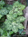Perennials ~ Podophyllum 'Spotty Dotty' PP17361, Chinese Mayapple ~ Dancing Oaks Nursery and Gardens ~ Retail Nursery ~ Mail Order Nursery
