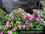 Perennials ~ Polygala chamaebuxus 'Kamniski', Shrubby Milkwort ~ Dancing Oaks Nursery and Gardens ~ Retail Nursery ~ Mail Order Nursery