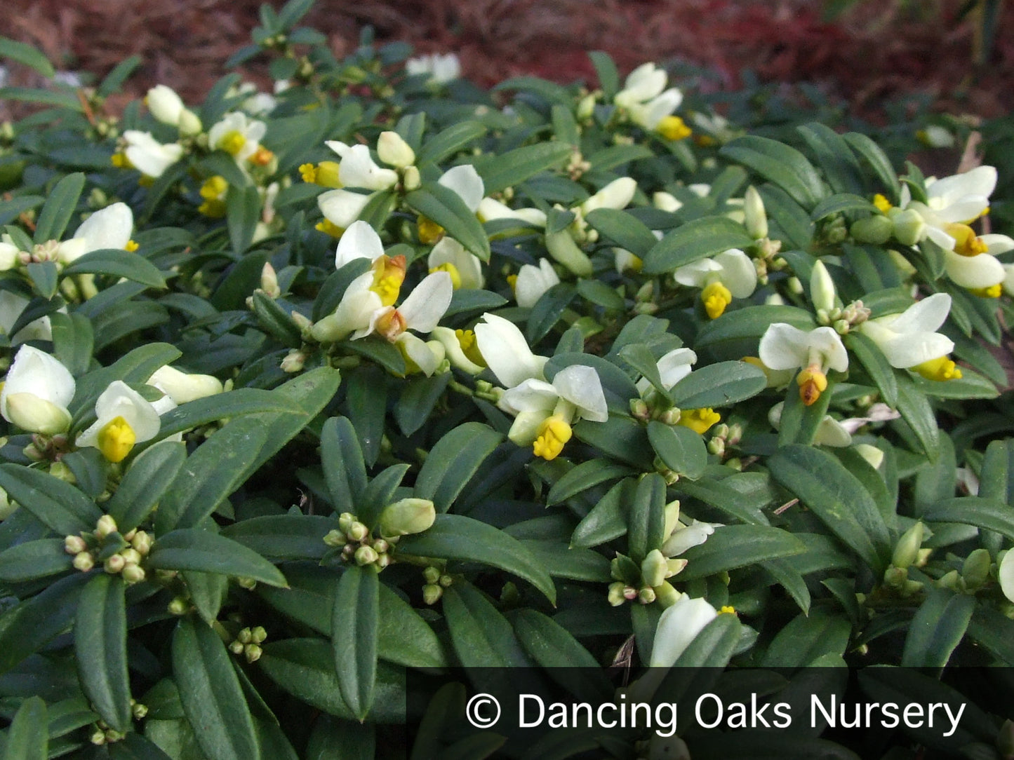Perennials ~ Chamaebuxus alpestris (syn. Polygaloides chamaebuxus, Polygala chamaebuxus), Milkwort ~ Dancing Oaks Nursery and Gardens ~ Retail Nursery ~ Mail Order Nursery