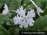 Perennials ~ Primula sieboldii 'Late Snow', Japanese Primrose ~ Dancing Oaks Nursery and Gardens ~ Retail Nursery ~ Mail Order Nursery
