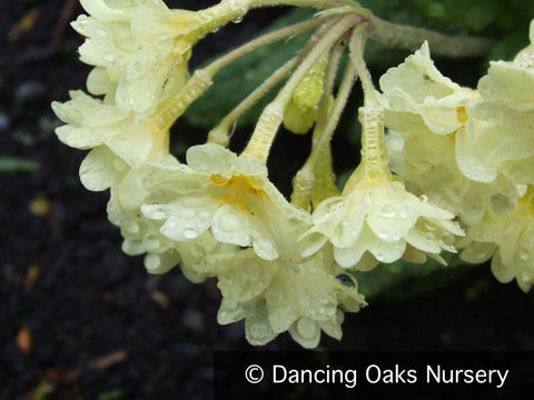 Perennials ~ Primula x polyantha 'Hose-in-Hose Yellow', Hose-in-Hose Yellow Primrose ~ Dancing Oaks Nursery and Gardens ~ Retail Nursery ~ Mail Order Nursery
