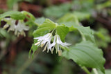 Perennials ~ Prosartes hookeri (Syn. Disporum hookeri) Hooker's Fairy Bells ~ Dancing Oaks Nursery and Gardens ~ Retail Nursery ~ Mail Order Nursery