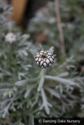 Perennials ~ Rhodanthemum hosmariense (syn. Pyrethropsis h.), Morrocan Daisy ~ Dancing Oaks Nursery and Gardens ~ Retail Nursery ~ Mail Order Nursery
