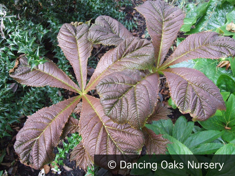 Perennials ~ Rodgersia podophylla 'Rotlaub', Rodger's Flower ~ Dancing Oaks Nursery and Gardens ~ Retail Nursery ~ Mail Order Nursery