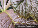 Perennials ~ Rodgersia podophylla 'Rotlaub', Rodger's Flower ~ Dancing Oaks Nursery and Gardens ~ Retail Nursery ~ Mail Order Nursery