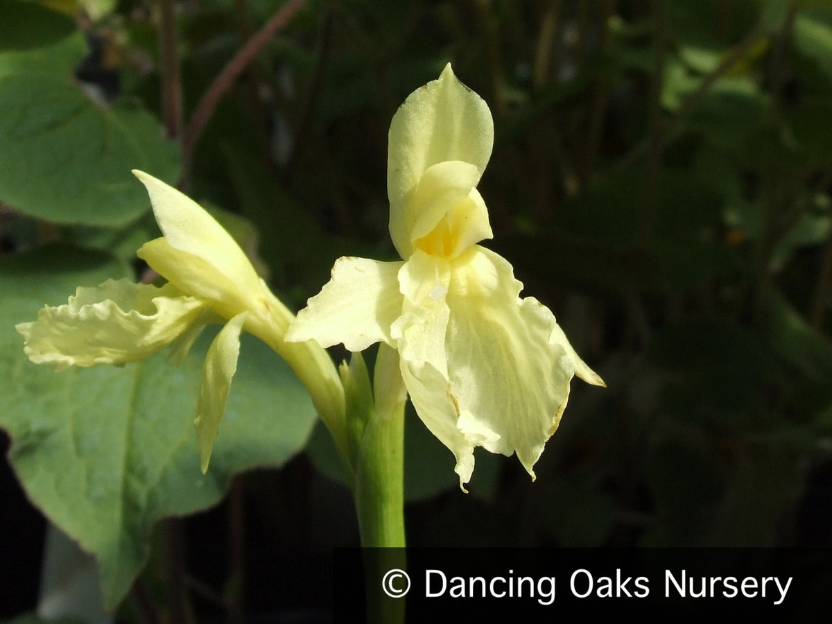 Perennials ~ Roscoea cautleyoides ~ Dancing Oaks Nursery and Gardens ~ Retail Nursery ~ Mail Order Nursery