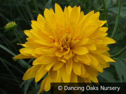 Perennials ~ Rudbeckia laciniata var. hortensia, Golden Glow Coneflower ~ Dancing Oaks Nursery and Gardens ~ Retail Nursery ~ Mail Order Nursery